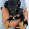 Niedlicher Monty sucht