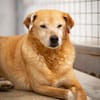 Senior Yakari sucht ein liebevolles Zuhause