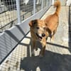 Senior Yakari sucht ein liebevolles Zuhause