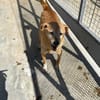 Senior Yakari sucht ein liebevolles Zuhause