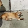 Senior Yakari sucht ein liebevolles Zuhause
