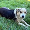 Lilli sucht ein warmes Körbchen