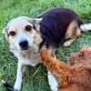 Lilli sucht ein warmes Körbchen