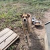 Levi sucht ein liebevolles Zuhause