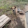 Levi sucht ein liebevolles Zuhause