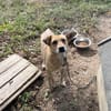 Levi sucht ein liebevolles Zuhause
