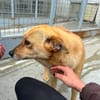Levi sucht ein liebevolles Zuhause