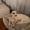 Aurora sucht ein liebevolles Zuhause