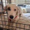 Aurora sucht ein liebevolles Zuhause
