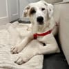 Aurora sucht ein liebevolles Zuhause