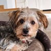JADE ❤ Yorkie Mix Hündin