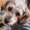 JADE ❤ Yorkie Mix Hündin