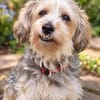 JADE ❤ Yorkie Mix Hündin