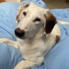 Olivia sucht ein liebevolles Zuhause