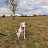 Olivia sucht ein liebevolles Zuhause