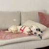Olivia sucht ein liebevolles Zuhause