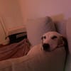 Olivia sucht ein liebevolles Zuhause