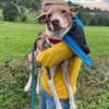 Charmanter kleiner Clown auf der Suche nach seinen Menschen
