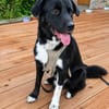 Milo sucht sein Für-immer-Zuhause!