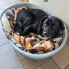 Milo sucht sein Für-immer-Zuhause!