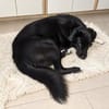 Milo sucht sein Für-immer-Zuhause!