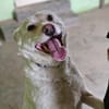 Fleur sucht ein liebevolles Zuhause