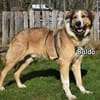 Baldo in der Tierherberge Donzdorf