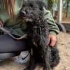 Gombi Liebevoller Senior sucht sein Happy-End!