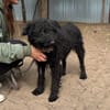 Gombi Liebevoller Senior sucht sein Happy-End!