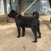 Gombi Liebevoller Senior sucht sein Happy-End!