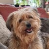 AMBAR ❤ Yorkie Mix Hündin