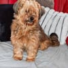 AMBAR ❤ Yorkie Mix Hündin