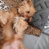 AMBAR ❤ Yorkie Mix Hündin