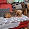 AMBAR ❤ Yorkie Mix Hündin