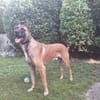 Knox auf einer Pflegestelle in 47638 Straelen