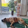 Knox auf einer Pflegestelle in 47638 Straelen