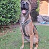 Knox auf einer Pflegestelle in 47638 Straelen