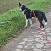 Käthe+Fritz, Herrchen verstorben suchen neues Zuhause