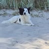 Käthe+Fritz, Herrchen verstorben suchen neues Zuhause