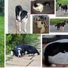 Käthe+Fritz, Herrchen verstorben suchen neues Zuhause