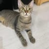 Kiki sucht tolles zu Hause