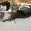 Kiki sucht tolles zu Hause