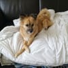 Bella  eine vorsichtige kleine Hündin