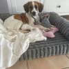 Ava sucht ein liebevolles Zuhause