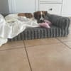 Ava sucht ein liebevolles Zuhause