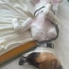 Ava sucht ein liebevolles Zuhause