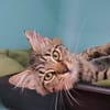 BAMBOU (en cours d'adoption)