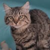 BAMBOU (en cours d'adoption)
