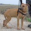 MALI
