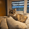 MINETTE A17642